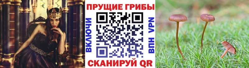 нарко площадка телеграм  наркошоп  Фокино  Галлюциногенные грибы ЛСД 